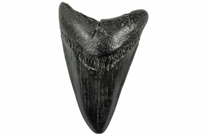 Fossil Megalodon Tooth - South Carolina #310066